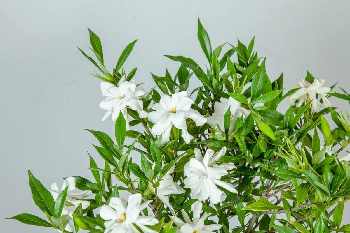 Perfect Plants Nursery Frostproof Gardenia - Thumbnail 4