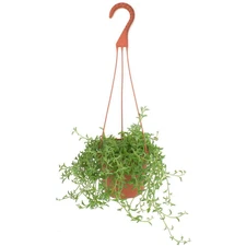 String of Dolphins Hanging Succulent, Senecio Peregrinus, Fully Rooted Live 6 In