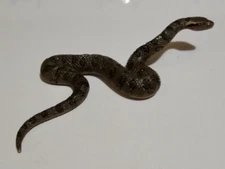 Small Hard Fake Snake Figure Used