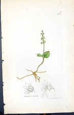 Antique Old Print Listera Cordata British Plants Botany 1847 Sowerby Smith 19th
