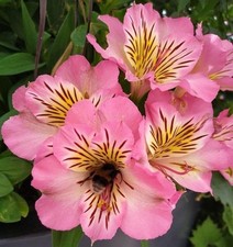 Preety Imported Double Alstroemeria Soft Pink Flower Bulbs Pack Of 2 Bulbs