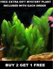 BUY 2 GET 1 FREE Hornwort (Ceratophyllum) Live Aquarium Pond Plant Planted Tank