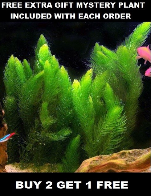 BUY 2 GET 1 FREE Hornwort (Ceratophyllum) Live Aquarium Pond Plant Planted Tank