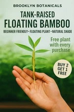 Floating Bamboo Hygroryza Aristata Live Aquarium Plant - Rare- Free Shipping USA