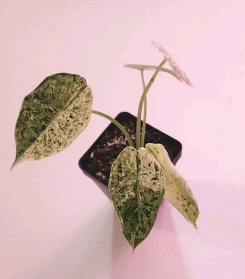 Alocasia Dragon Scale Mint Variegated Plant - Exact Plant US SELLER | eBay