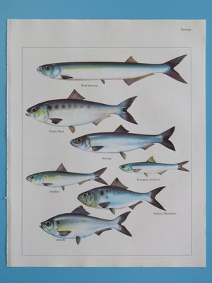 Orig. 1984 Color Fish Print Wolf Herring/Anchovy/Sardine/Alewife/Shad/Menhaden+