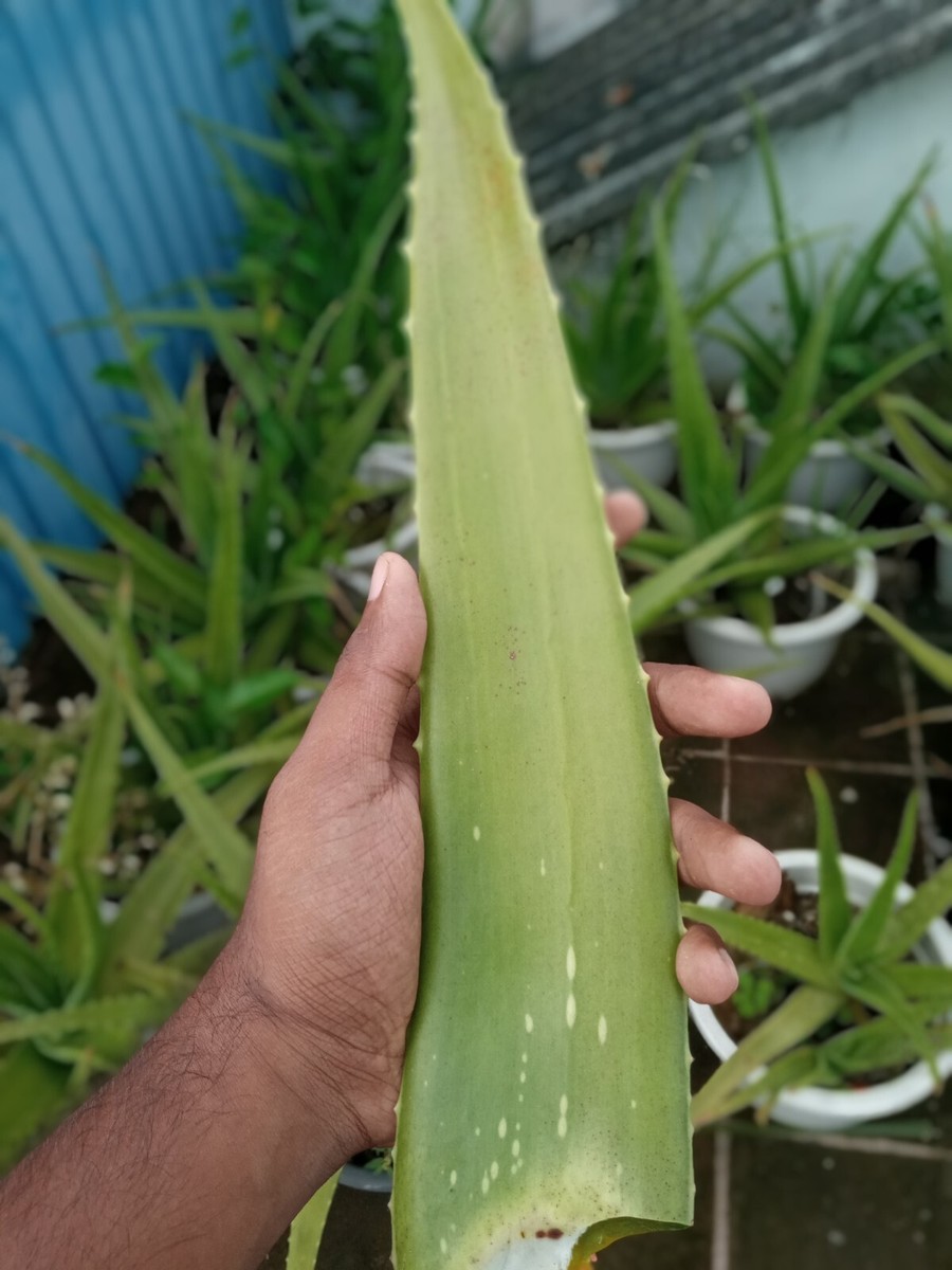 Original Fresh Aloe Vera leaves from Sri Lanka - 100% pure leaves 1KG