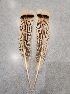 XVV81 Matched Pr Hybrid Sweetgrass Turkey Natural Colored Tail Feather