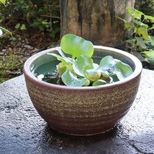 Size 10 Shigaraki Kiln-Fired Water Basin for Goldfish/Medaka [su-0140]