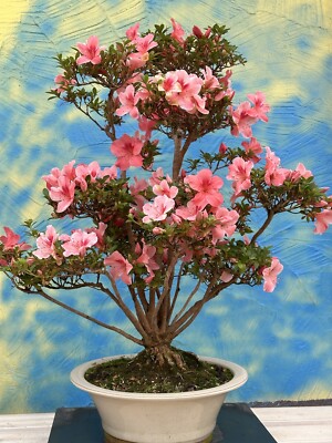 Joe Bonsai Azalee Satsuki Variett " Yuko " 37 Jahre Schale Japan Neu | eBay