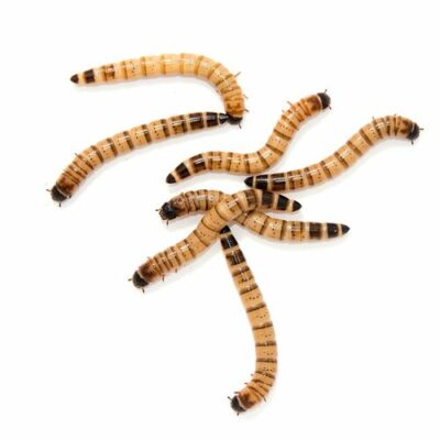 300 Large 1.5-2''''+ Live Superworms, Free Same Day Shipping