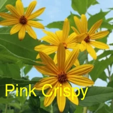 Jerusalem Artichoke Pink Crispy Variety - Organic Sunchoke Sunroot Plant 4 Fall