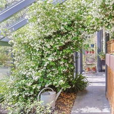 Angel Wings Jasmine Plant | 16cm Pot | Fragrant White Climbing Garden Plant