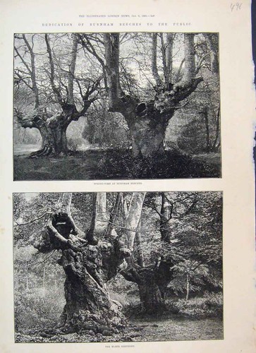 Original Old Antique Print 1883 Burnham Beeches Springtime Elder Brethren 19th
