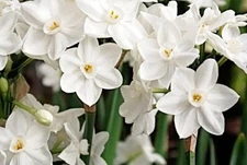 20 Ziva Paperwhites Bulbs- Indoor Narcissus: Narcissus Free Shipping