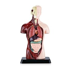 2X(Human Body Model with 7 Removable Organ Models,Educational Organ Anatomy2758