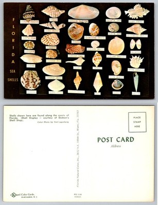 Vintage Florida Sea Shells Postcard - Dodson's Shell Shop Display by Ted