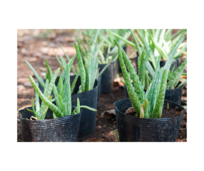 Sabila Aloe Vera | eBay
