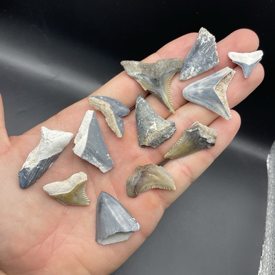 #ad COLORFUL PARTIAL SHARK TOOTH LOT CENTRAL FLORIDA $14.99