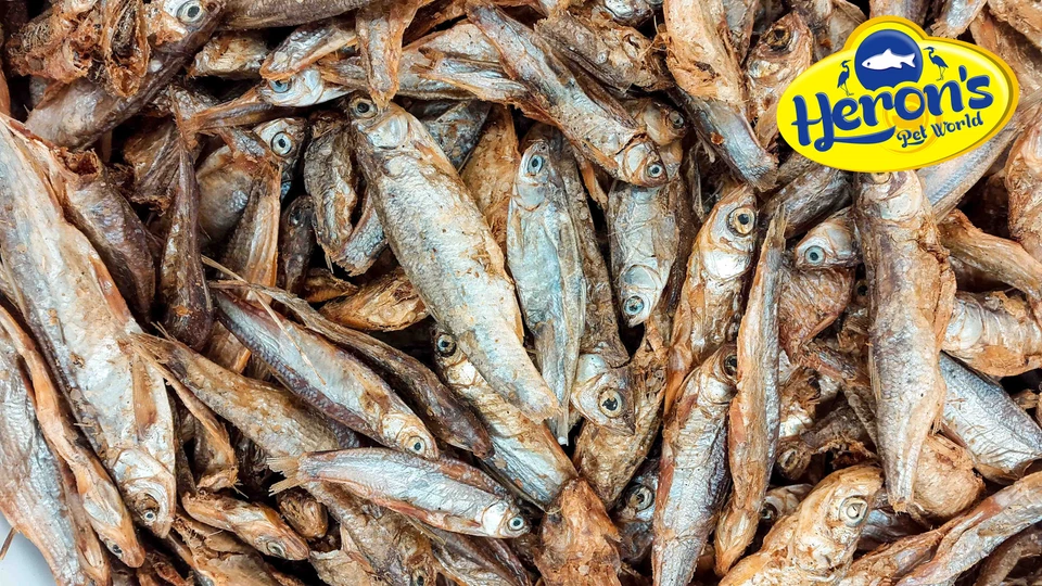 HERONS Freeze Dried Whole Fish TURTLE & TERRAPIN REPTILE OSCAR POND FOOD