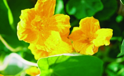 Kapuzinerkresse Double Golden Gleam Tropaeolum majus Nasturtium 5+ Samen Ed 034