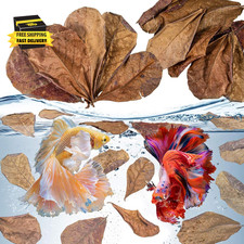 30 Indian Almond Leaves for Betta - Large Catappa Aquariums Almond Water Conditi