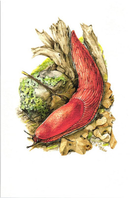 Wegschnecken (Arion spec.) Grafikmaß: 17,5 x 25,5 cm