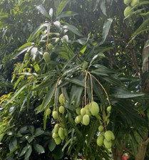 Fresh Mango Leaf For Herbal Tea 15 Leaves Home-grown No Pesticides FL USA
