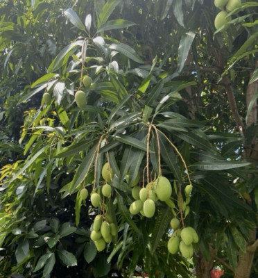 Fresh Mango Leaf For Herbal Tea 20 Leaves Home-grown No Pesticides FL USA