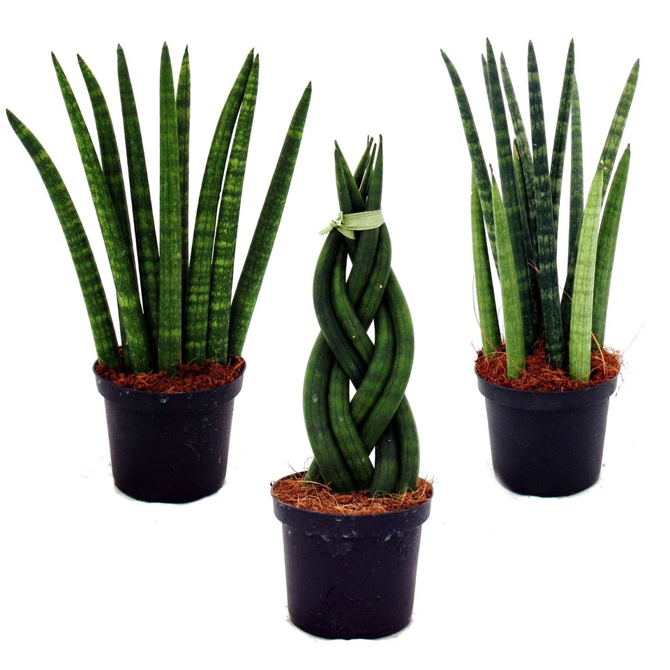 Exotenherz - Sansevieria cylindrica - Pfiffiges 3er Set im 9cm Topf - Bogenhanf - Bild 1 von 4