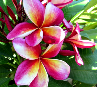 Graines De Frangipanier Plumeria 'Mai Thai' – 5 Graines – Arbre à Fleurs Parfumées – Instructions De Germination Incluses