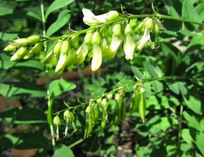 Astragalo (Astragalus Membranaceus) Per Prevenire Le Malattie Da - Foto 6