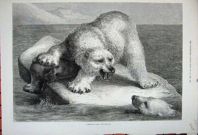 Original alter antiker Druck 1881 Fine Art Eisbär Tote Robbe Eisberg Tiere