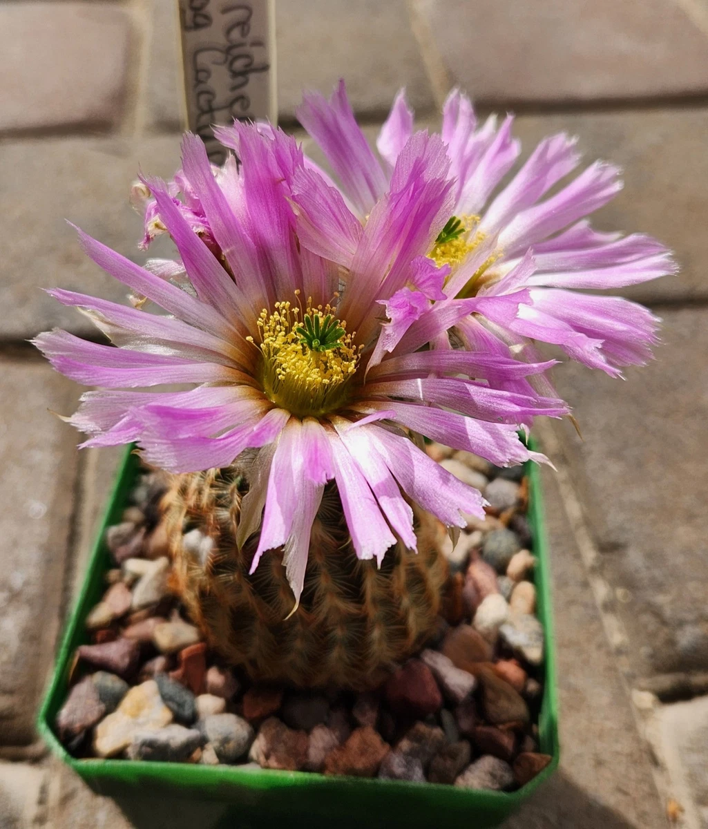 Cactus Echinocereus Arid Cactis&Succulents for sale | eBay