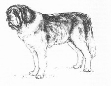 Saint Bernard #3 - CUSTOM MATTED - 1963 Vintage Dog Art Print 0507 CLD