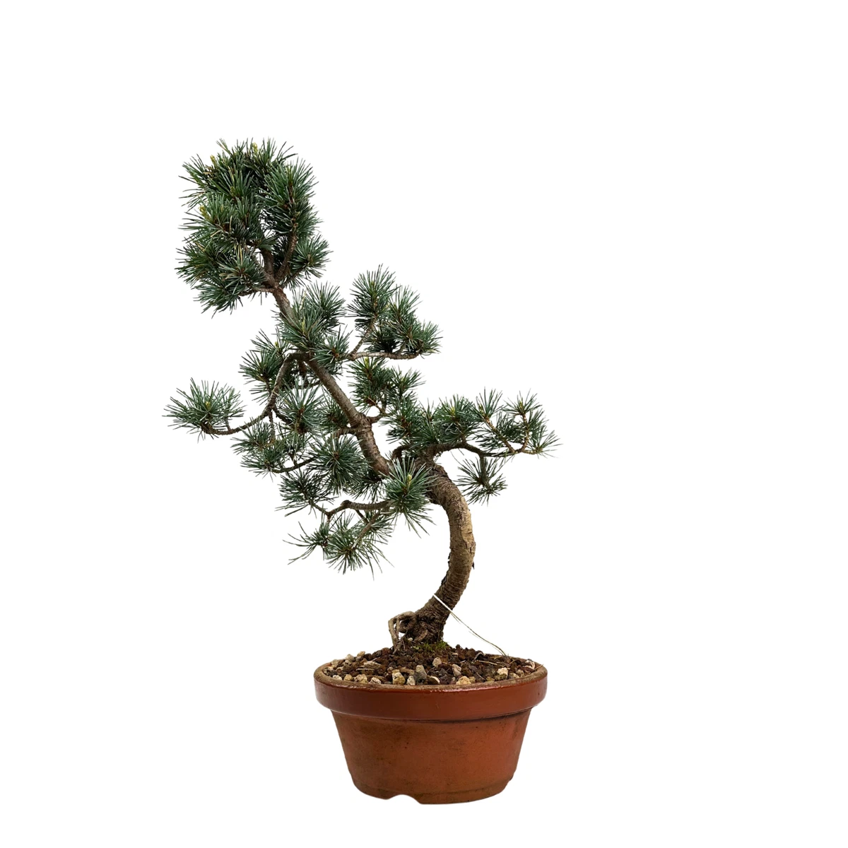 plante dracaena Bicolor Dragon Tree