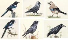 MAGPIE, JACKDAW, JAY, CROW, ROOK Birds Original Counted cross stitch kits - Fido