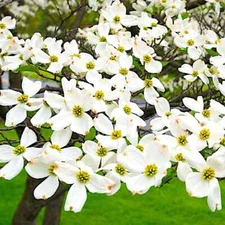 White American Flowering Dogwood Tree Seeds (Cornus florida) Fall Color, Hardy-5