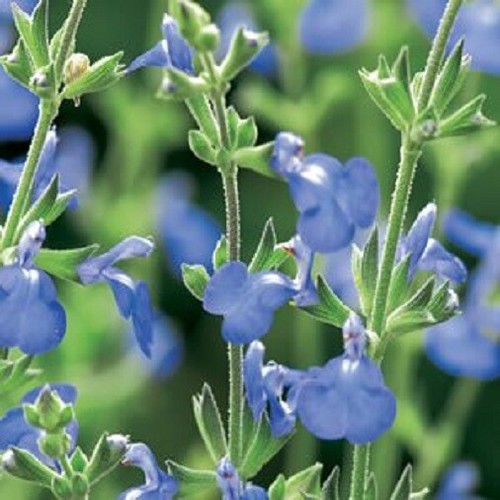 PERENNIAL SALVIA PLUG PLANTS PICK + MIX PAY ONLY ONE POSTAGE COST MIXED FLOWERS - Picture 41 of 88
