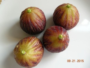 Live-Plant-Zingarella-Fig-Tree