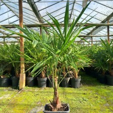 Trachycarpus fortunei, łodyga/łącznie 20-25 / 110-140 cm, 11 l doniczka