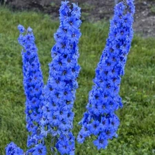 25 Bright Blue Delphinium Seeds Perennial Garden Flower Bright Seed Flowers 213