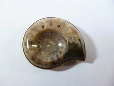 Ж Ammonite obi clasp Ж