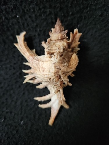 CHICOREUS BREVIFRONS seashell PUERTO RICO  71mm    SUPERB SPINES G2U