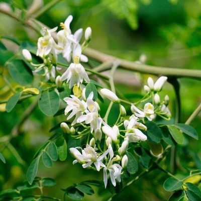 Moringa Live Plant - 8-10" Tall Including 4" Pot - Moringa Oleifera  Starters | eBay