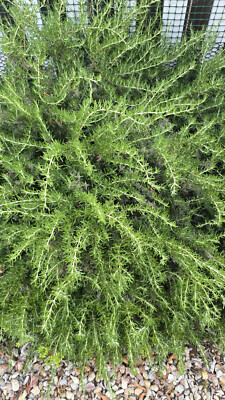 Organic Rosemary Herb Plant in 2 sandwhich bags for $15. Live Plant Sprigs. 
