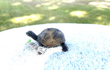 Giant Tortoise Baby by Schleich/ 14643/ toy/display/ RETIRED/NEW with tags