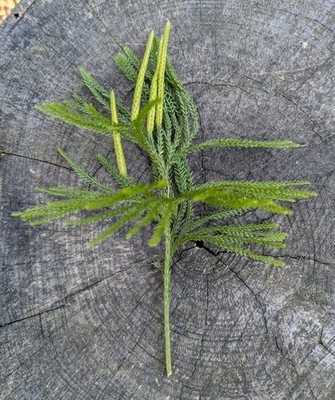 10 Princess Pine Stems Moss Floral Craft Wreath Garland Decor Bouquet Wedding