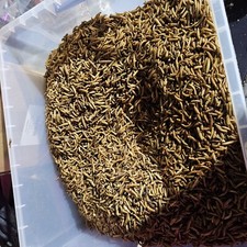 Dried Mealworms 1kg Premium Quality Suitable For Koi Treats And Bird Food 