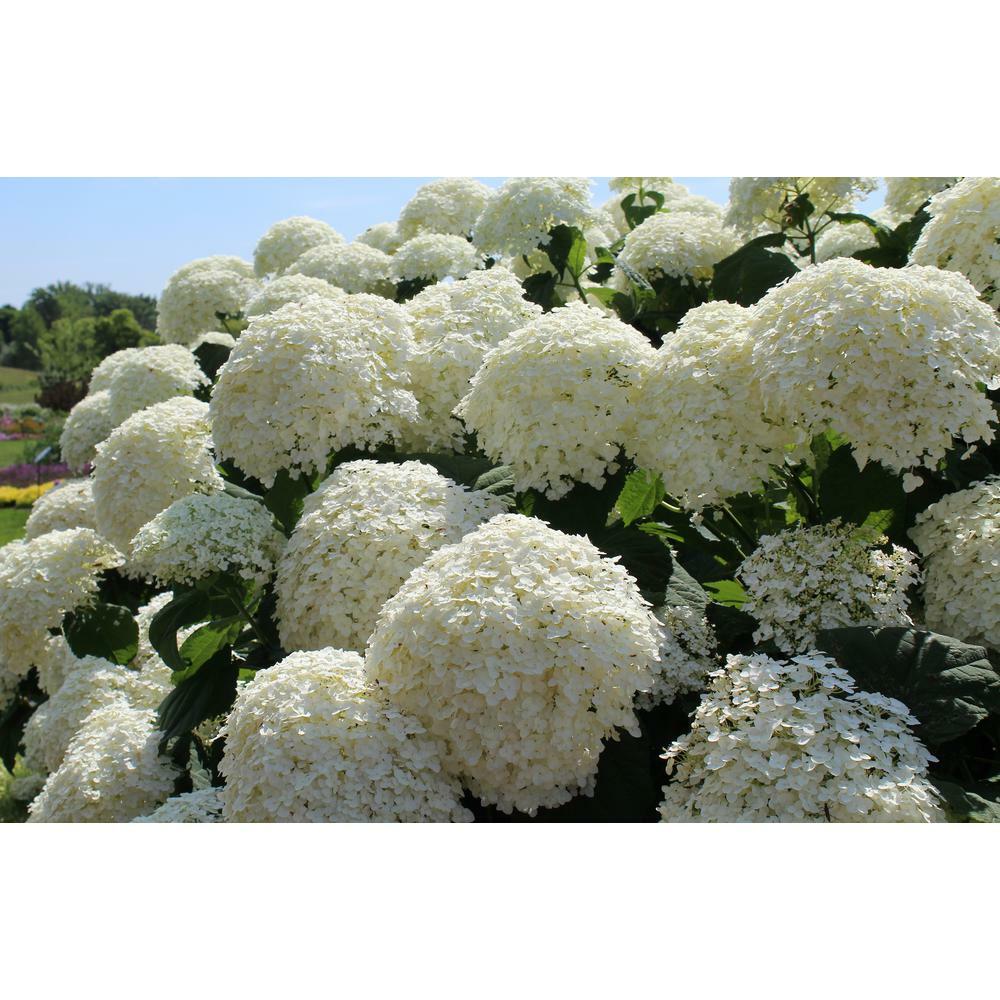 Hydrangea4937　0806 Hydrangea Tree | Costco